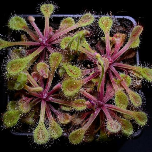     , Drosera Collinsiae Usutu River 10+ ,  ,     -     -,    