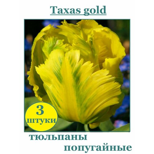      Texas Gold 3    -     -,    