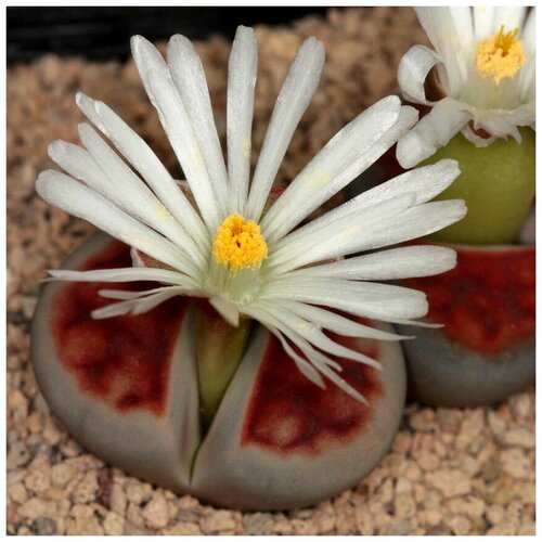       Lithops karasmontana Summitatum 10 .   -     -,    