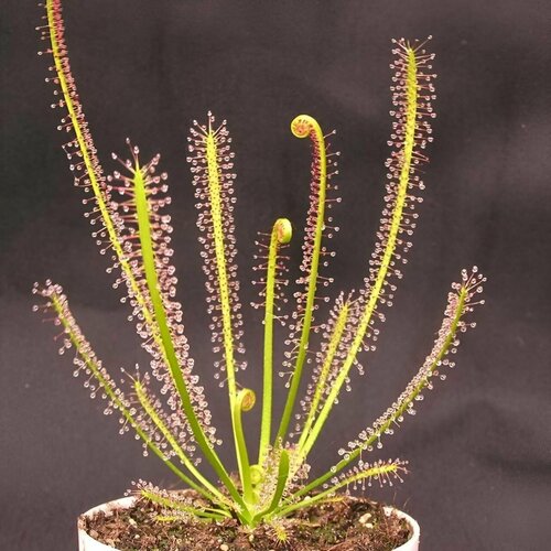   , Drosera Filiformis 10+ ,  ,  ,  