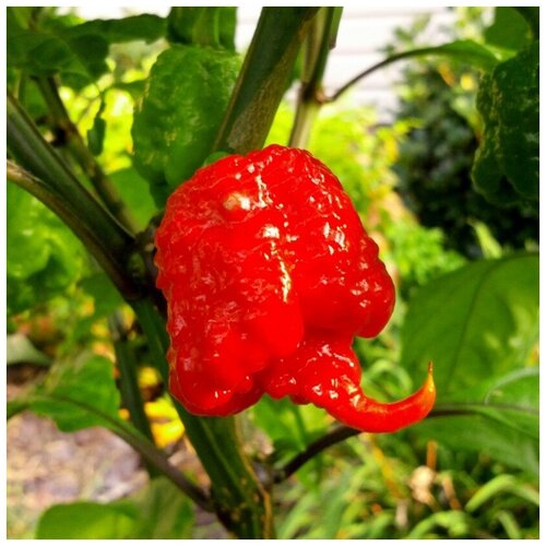       Carolina Reaper 5 .   -     -,    