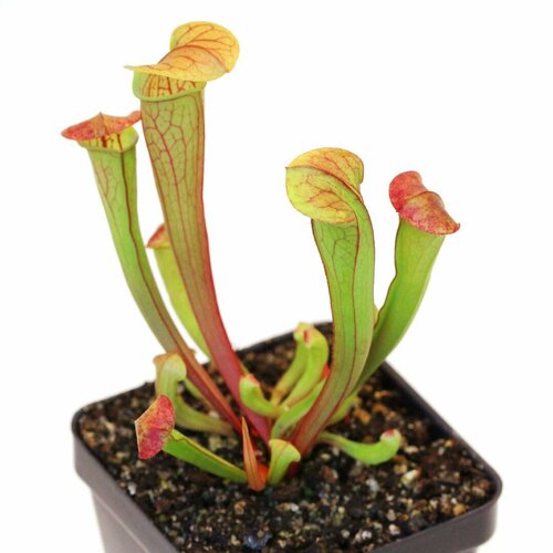     , Sarracenia reophila,  ,     -     -,    