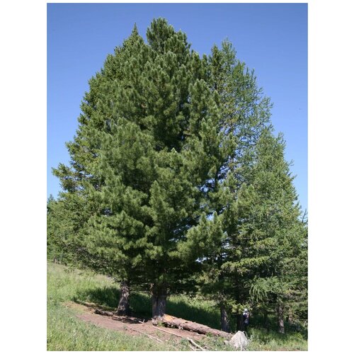      (Pinus sibirica), 30    -     -,    