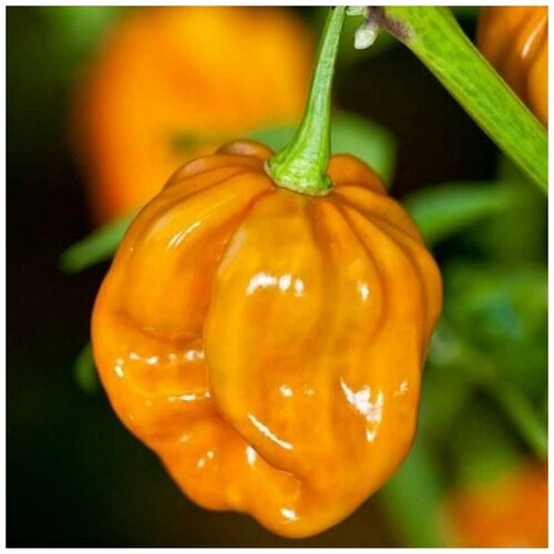       Habanero Mustard 5 .   -     -,    