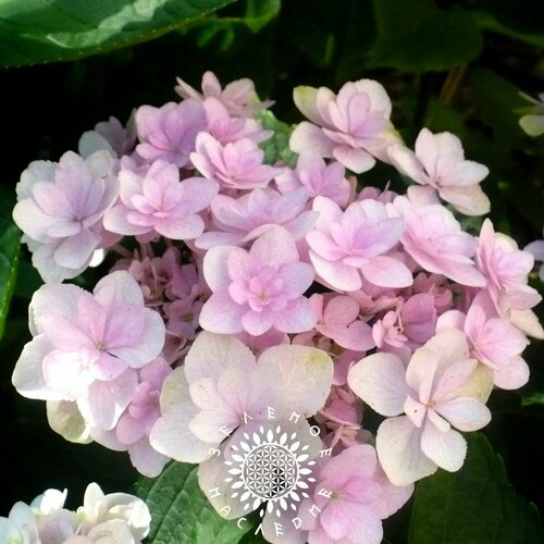    (. Hydrangea bretschneideri Dippel) 25 ,  