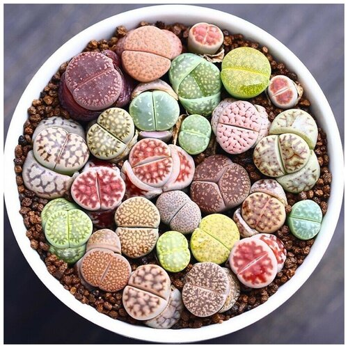       Lithops mix 10 .   -     -,    