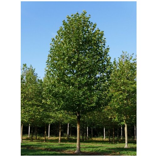      (Platanus acerifolia), 20    -     -,    