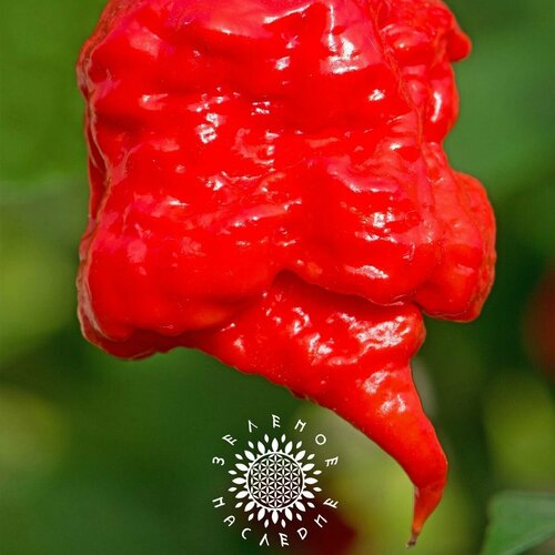        -   (. Carolina Reaper) 10    -     -,    