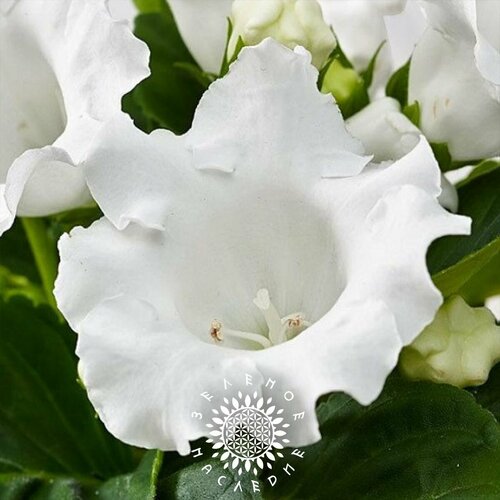       (. Gloxinia Avanti alba) 20   Green Legacy   -     -,    