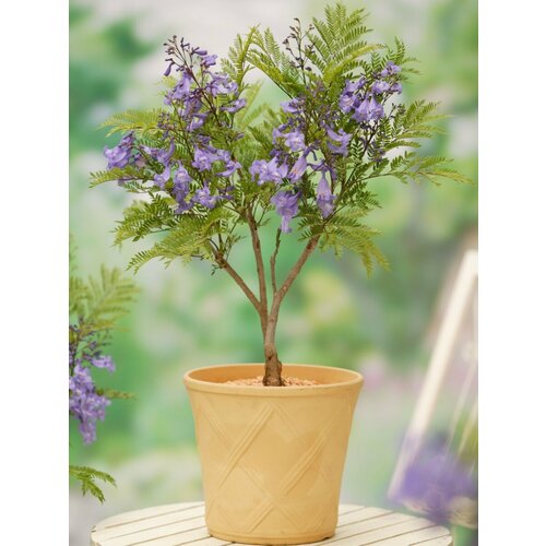     (Jacaranda mimosifolia), 15 ,  