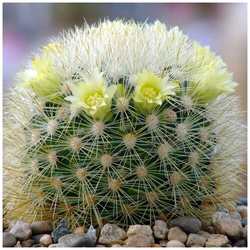     Mammillaria densispina Rog-490 10 .,  