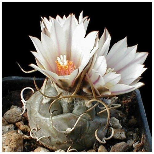       Turbinicarpus macrochele 10 .   -     -,    