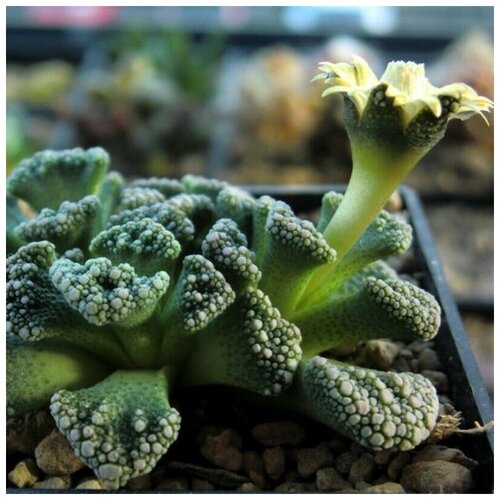    Titanopsis calcarea 10 .,  