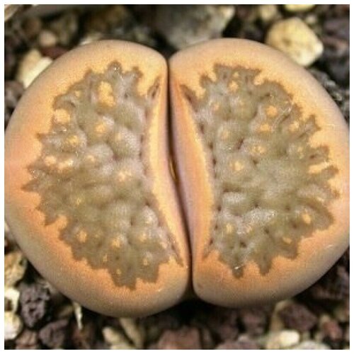       Lithops hallii C-094 10 .   -     -,    