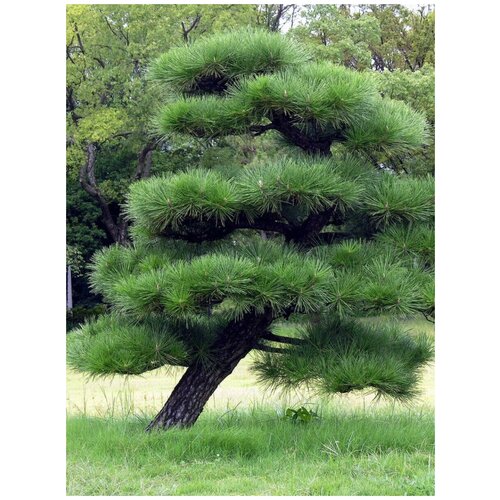      (Pinus thunbergii), 15    -     -,    