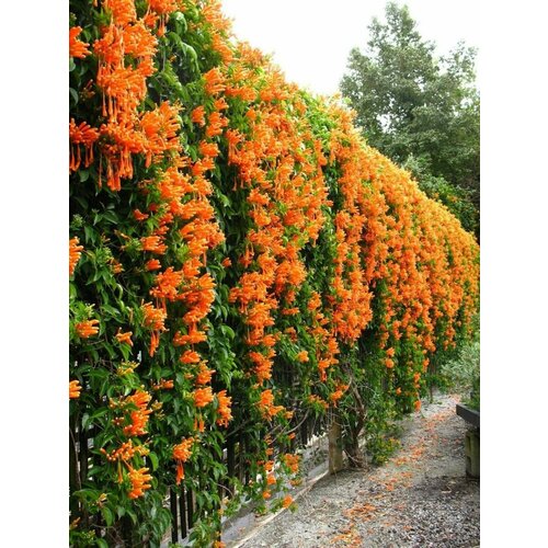      (Campsis radicans), 10    -     -,    