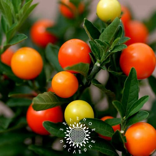    (. Solanum villosum) 25   Green Legacy,  