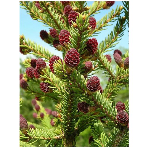    (Picea jezoensis), 20 ,  