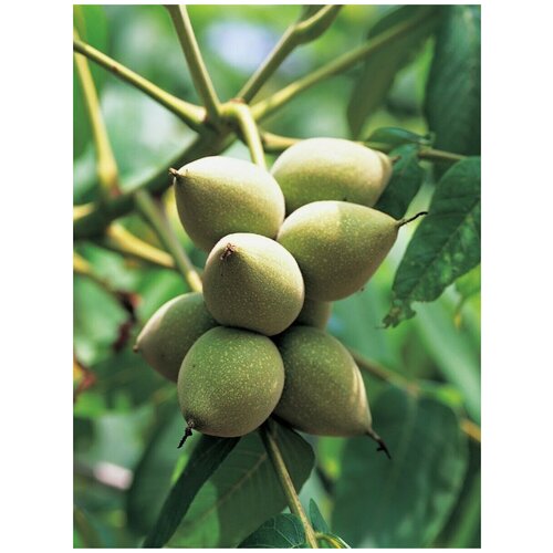      (Juglans mandshurica), 5    -     -,    