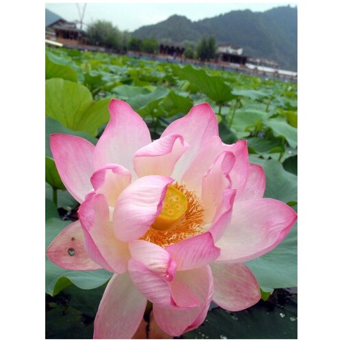      (Nelumbo nucifera), 5    -     -,    