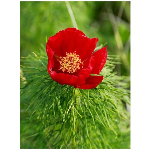      (Paeonia tenuifolia), 5    -     -,    