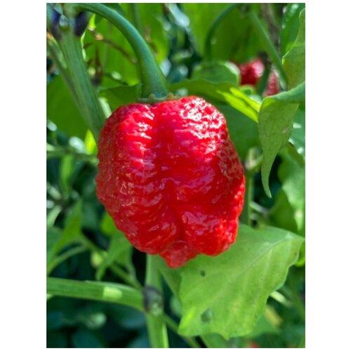      Trinidad Moruga Scorpion red (  ), 5    -     -,    