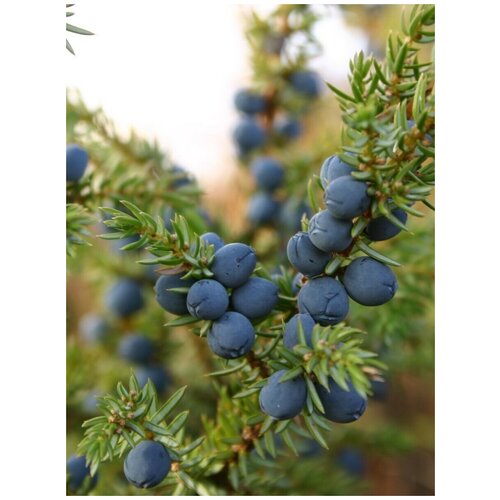    (Juniperus sibirica Burgsd), 30 ,  