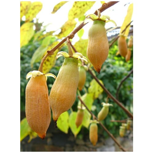      (Actinidia polygama), 20    -     -,    