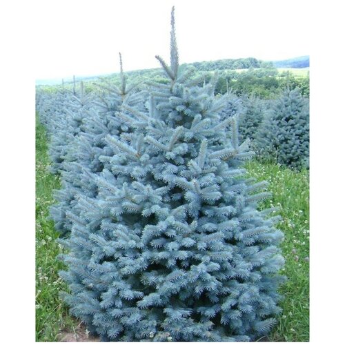       (Picea pungens), 30    -     -,    