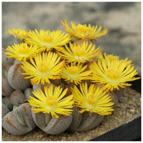      Dinteranthus microspermus 10 .   -     -,    