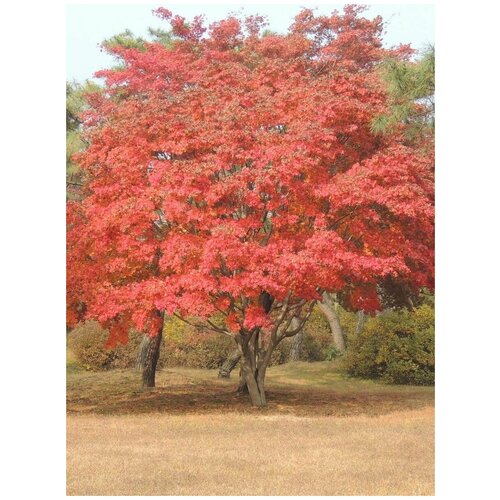      (Acer mandshuricum), 10    -     -,    