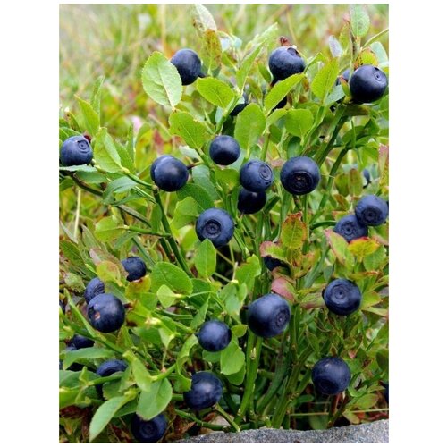      (Vaccinium myrtillus), 40    -     -,    