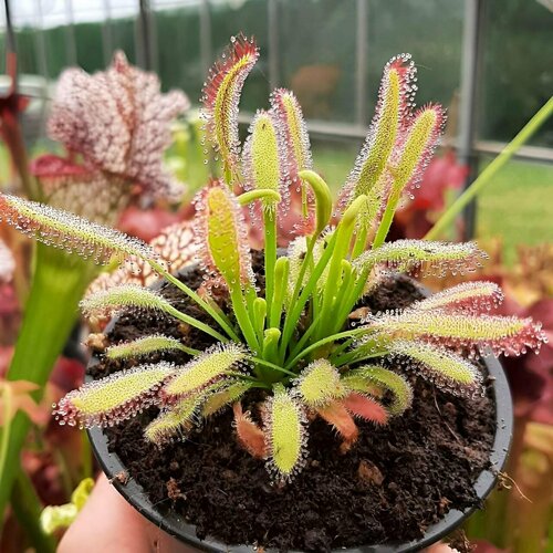   , Drosera Bainskloof 10+ ,  ,  ,  