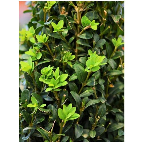      (Buxus sempervirens), 10    -     -,    