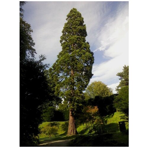      (Sequoia sempervirens), 20    -     -,    