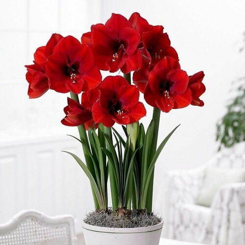     , Hippeastrum Red Lion,    -     -,    