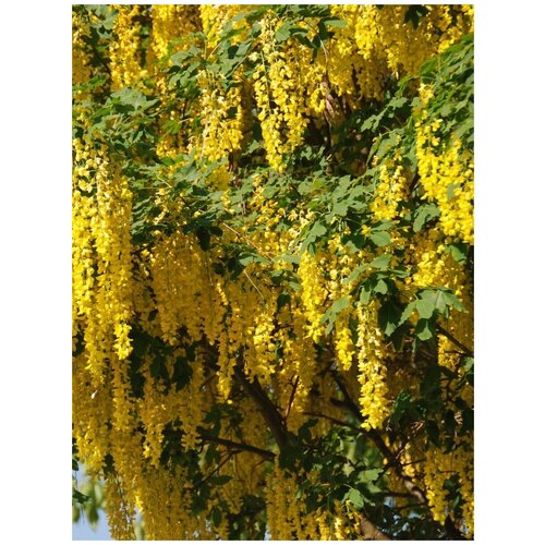     (Laburnum anagyroides), 10 ,  