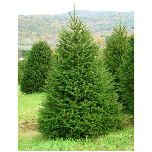      (Picea abies), 55    -     -,    