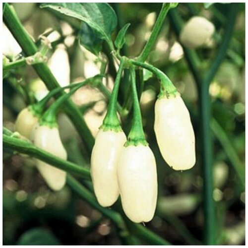       Habanero white 5 .   -     -,    