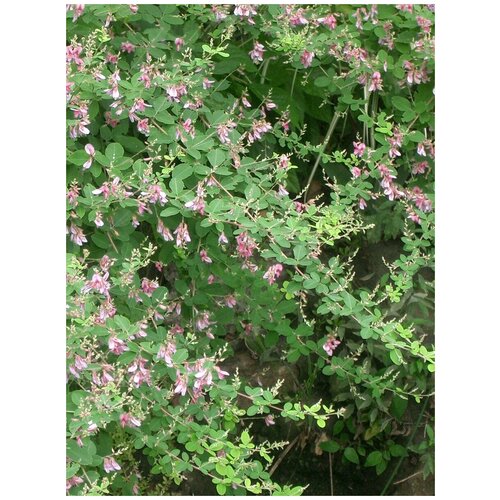     (Lespedeza bicolor), 20 ,  