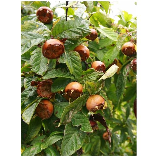      (Mespilus germanica), 5    -     -,    