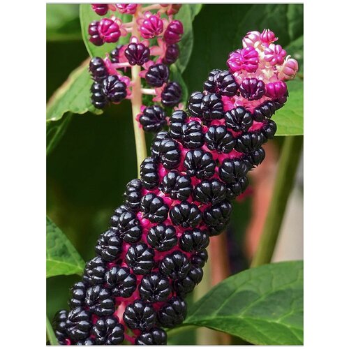      (Phytolacca acinosa), 25    -     -,    