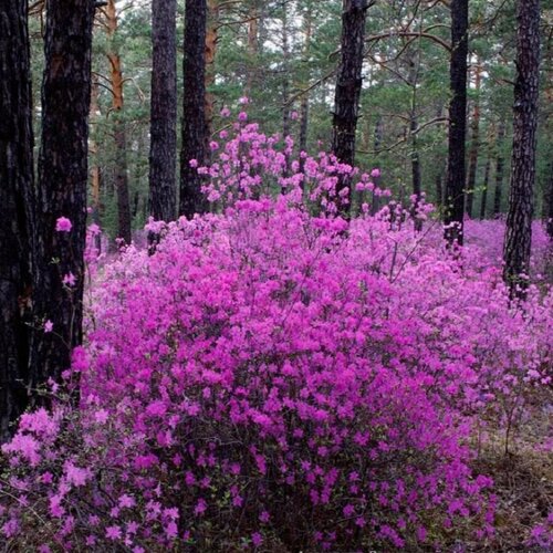     (. Rhododendron dauricum, ) 25 .,  