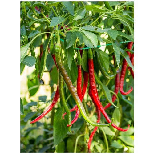       (Joe's Long Cayenne), 5 ,  