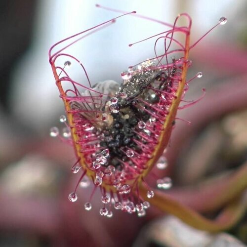       10+ , Drosera Binata,   ,     -     -,    