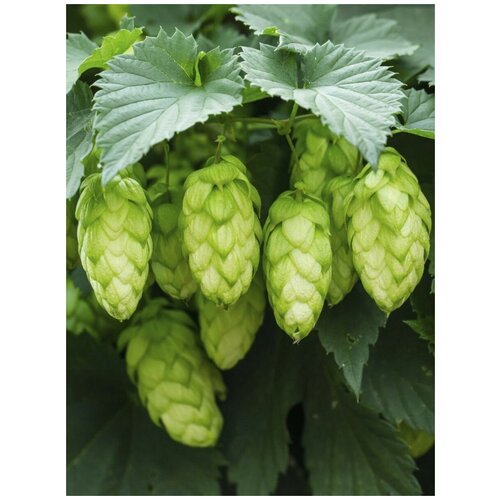     (Humulus lupulus), 25 ,  